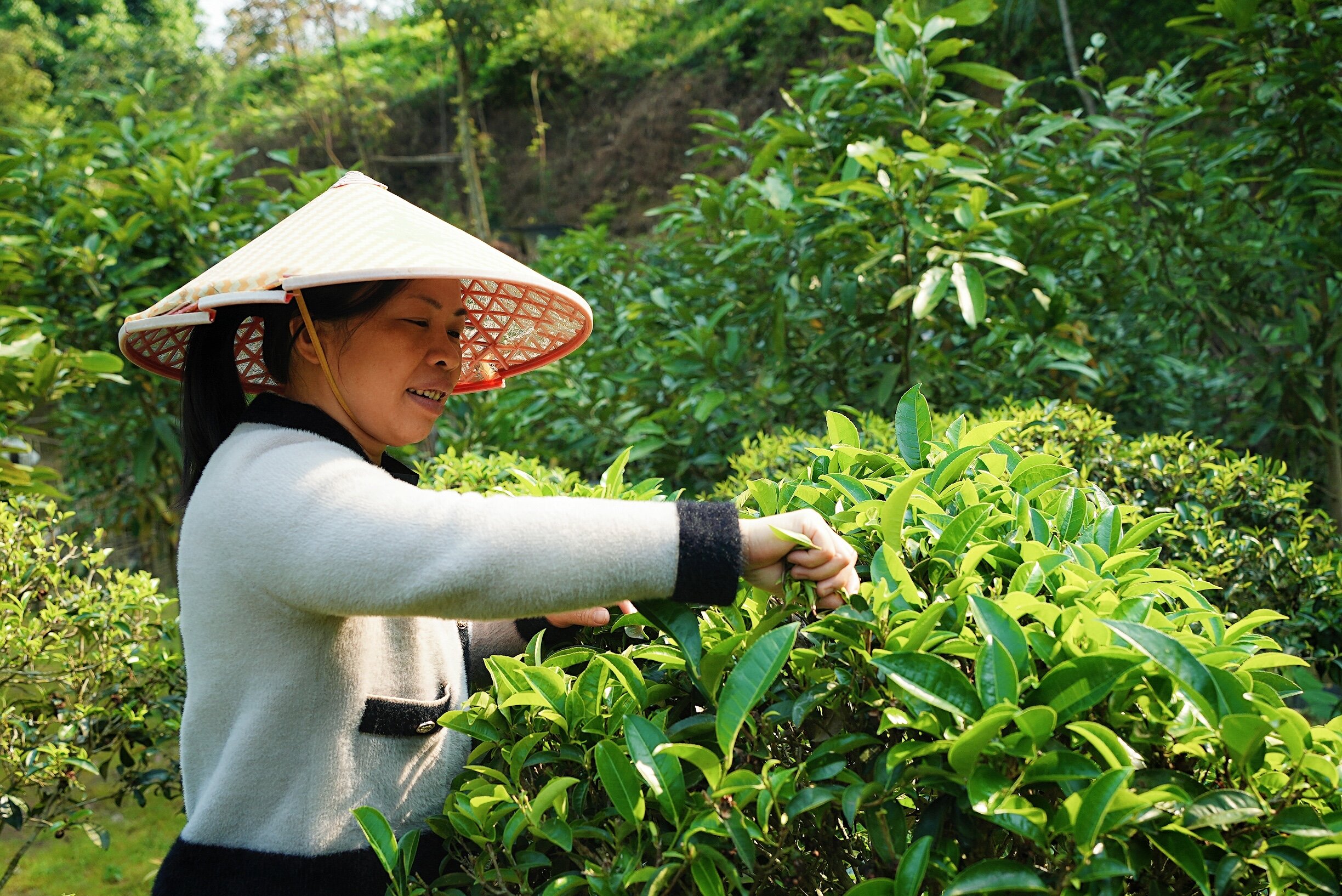 大社茶_proc.jpg