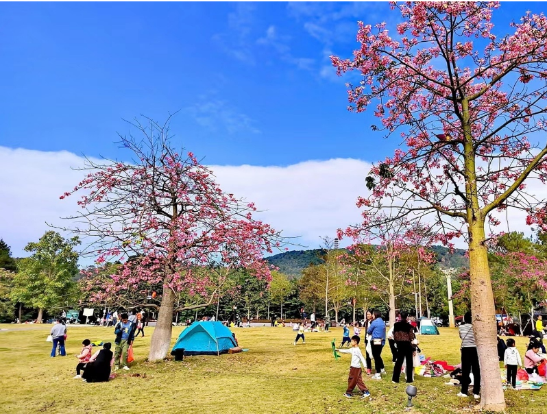 大王山异木棉.png