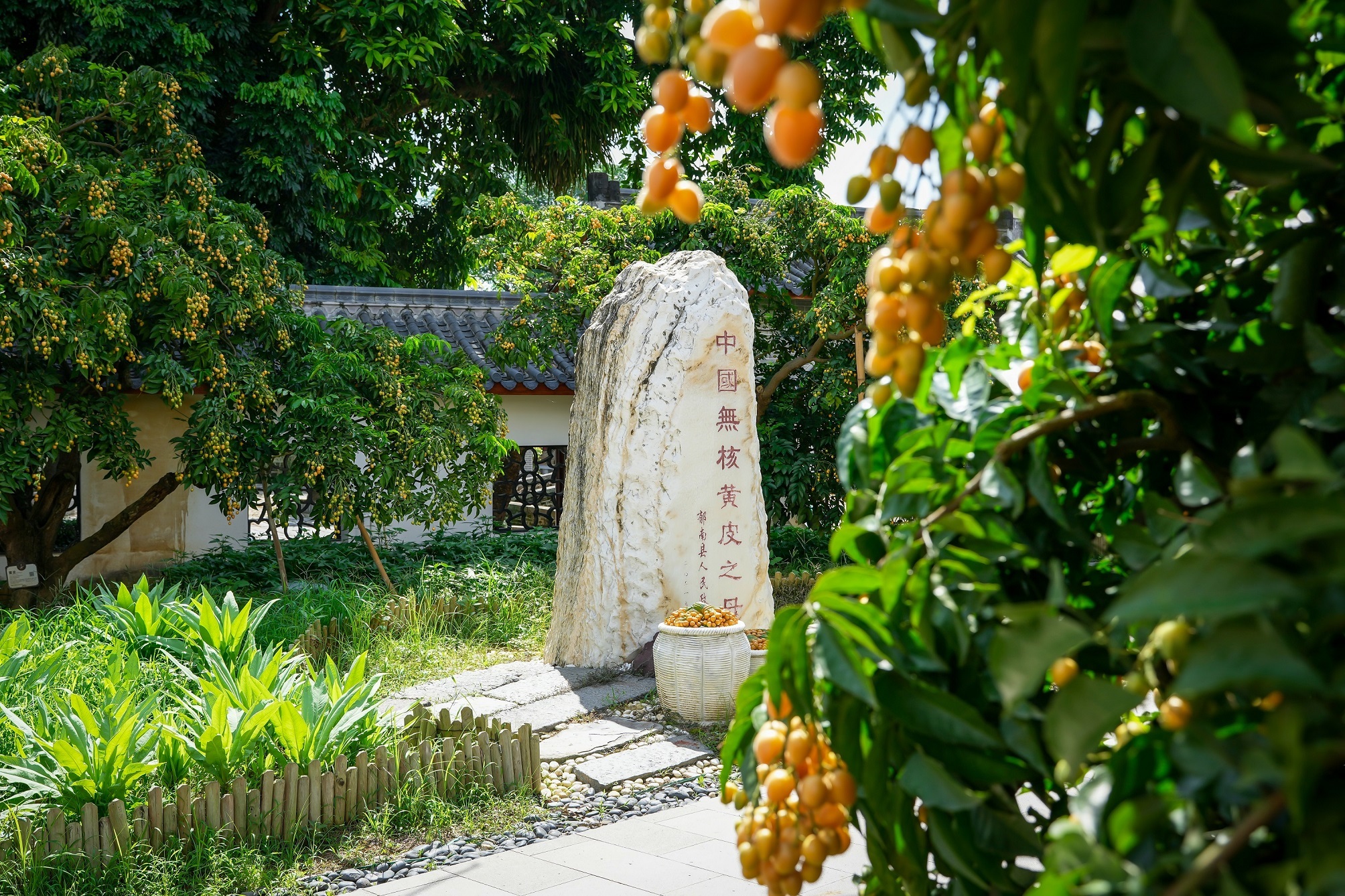 干园无核黄皮母树。摄影：何鉴清 (1).jpg