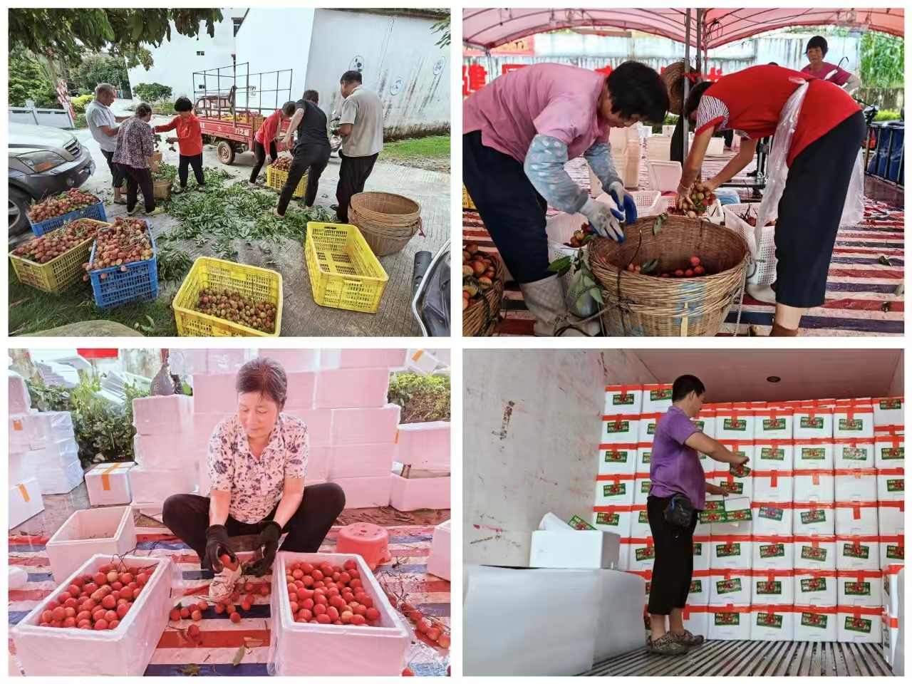 荔枝销售.jpg