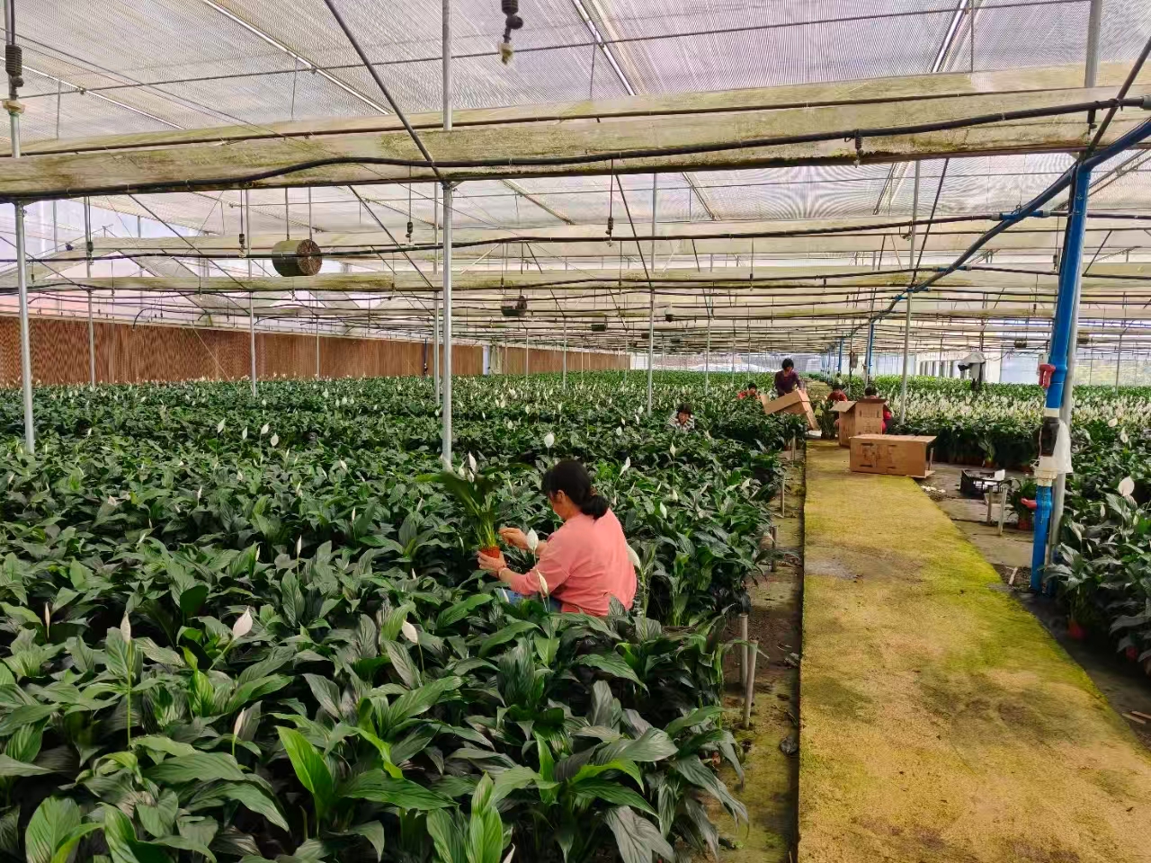 花卉产业.jpg
