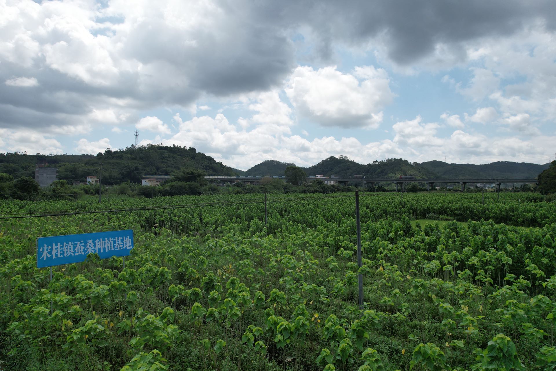 宋桂镇抢抓时节桑园春季管护正当时